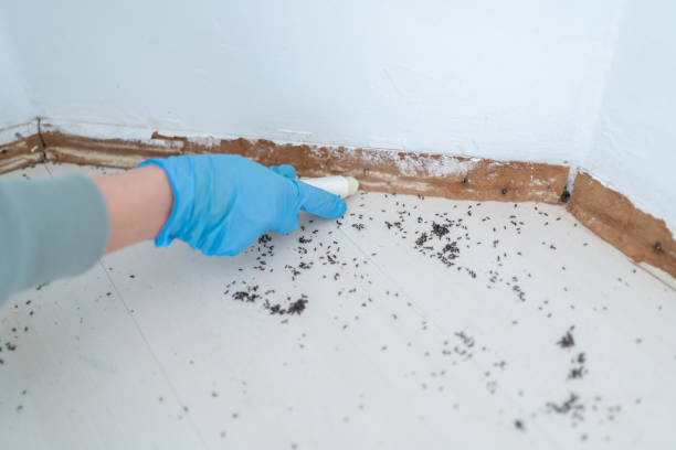 Wasp Removal Services in Sequim, WA